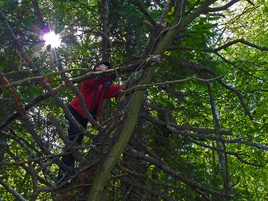 Gudrun klättrar i träd. Varje uppdrag måste angripas utifrån sina egna förutsättningar. Foto: Louise Vedin.