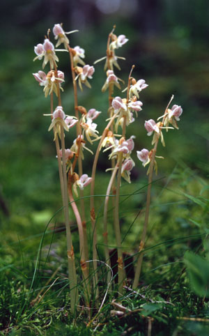 Skogsfru, Epipogium aphyllum. Foto: Jan W. Mascher.